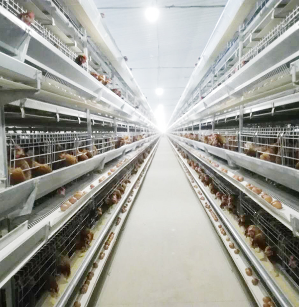 使用全自动养鸡装备养鸡用什么饲料好？？？